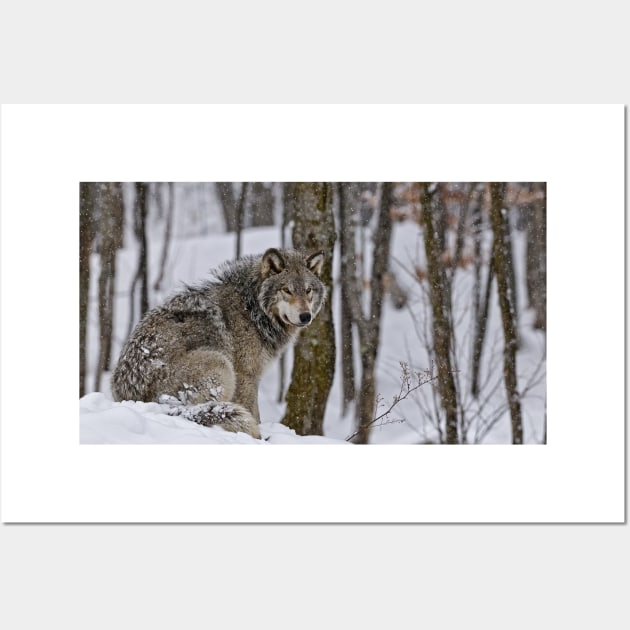 Timber Wolf In Snow Wall Art by jaydee1400